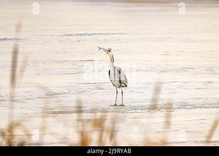 USA, Colorado, Ft. Collins. Adult great blue heron swallowing fish. Stock Photo