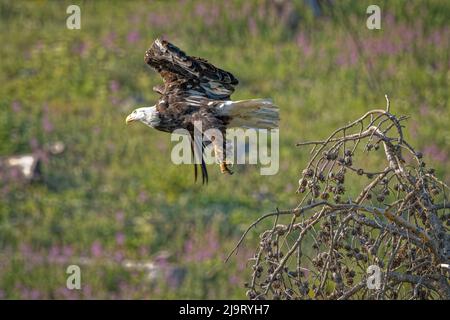 USA, Colorado, Cameron Pass. Bald eagle takes flight from dead tree. Stock Photo