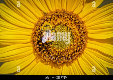 USA, Colorado, Fort Collins. Orange-belted bumble bee on sunflower. Stock Photo