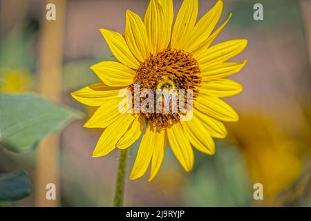 USA, Colorado, Fort Collins. Orange-belted bumble bee on sunflower. Stock Photo