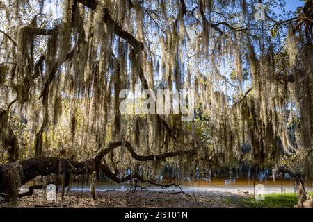 Oak tree draped in Spanish moss along the Econlockhatchee River, a blackwater tributary of the St. Johns River, near Orlando, Florida Stock Photo