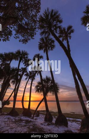 Sable palm tree silhouetted along shoreline of Harney Lake at sunset ...