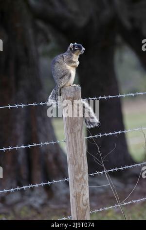 Sherman's fox squirrel, Sciurus, Florida. Stock Photo