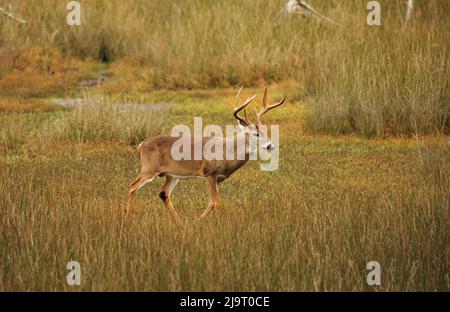 USA, Georgia, Savannah. Buck in the marsh at Skidaway Island. Stock Photo