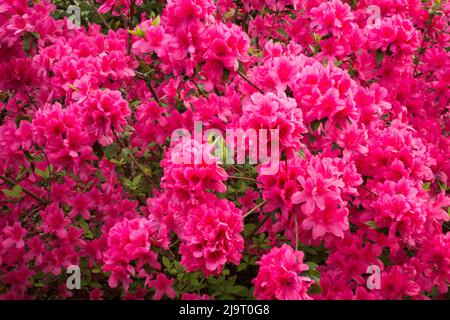 USA, Georgia, Savannah. Azaleas in bloom Stock Photo - Alamy