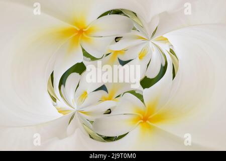 Plumerias a genus of flowering plants in the dogbane family, Maui, Hawaii Stock Photo