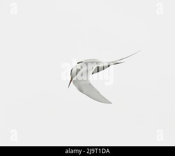 Seagull making wild moves in the air Stock Photo