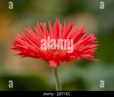 Barberton Daisy Stock Photo