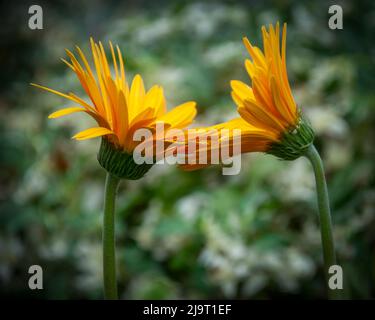 Barberton Daisy Stock Photo
