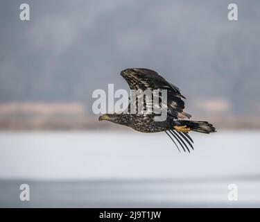 Juvenile bald eagle in flight Stock Photo