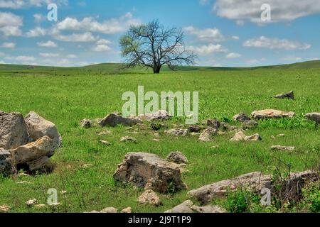 Lone tree in the Flint Hills Stock Photo - Alamy