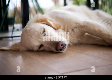 Cute golden retriever sleeping on the floor. Stock Photo