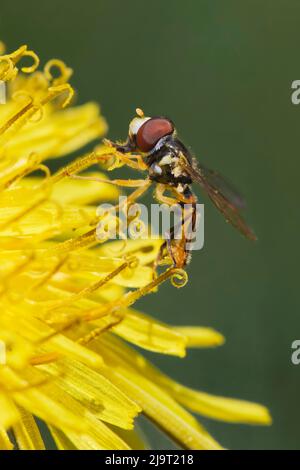 Hover fly on yellow dandelion flower, Kentucky Stock Photo