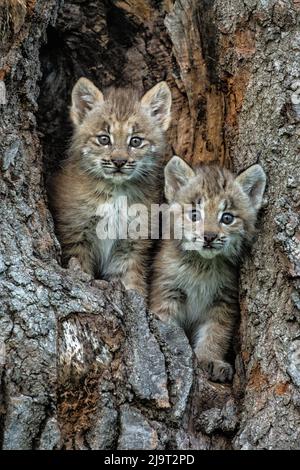USA, Montana. Bobcat kittens in tree den. Stock Photo