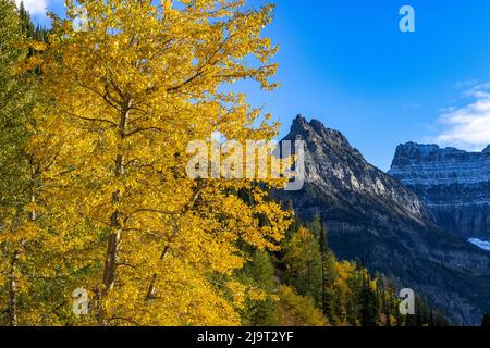 Autumn cottonwood and Mount Oberlin in Glacier National Park, Montana, USA Stock Photo