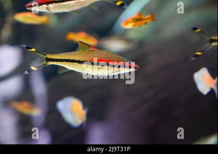 Small Fishes swimming in Aquarium Fish Tank Stock Photo