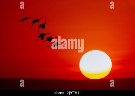 Sandhill cranes silhouetted flying at sunset. Bosque del Apache National Wildlife Refuge, New Mexico Stock Photo