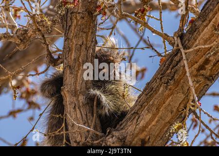 USA, New Mexico, Rio Grande State Park. Porcupine in tree. Stock Photo
