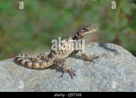 USA, New Mexico. Crevice spiny lizard on rock. Stock Photo