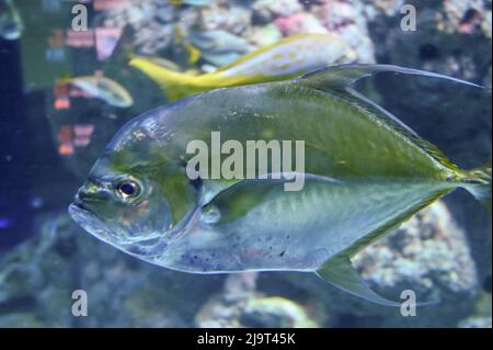 giant trevally (Caranx ignobilis), also known as the lowly trevally, barrier trevally, giant kingfish or ulua, is a species of large marine fish is sw Stock Photo