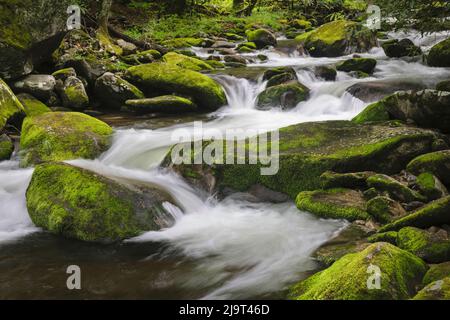 Cascading mountain stream, Great Smoky Mountains National Park, Tennessee, North Carolina Stock Photo