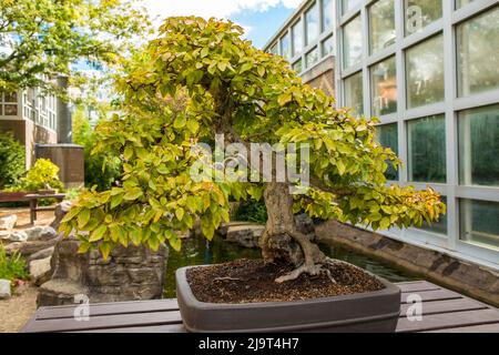 Columbus, Ohio, USA. Korean Hornbeam (Carpinus turczaninovii) bonsai tree in the Franklin Park Conservatory and Botanical Garden. (Editorial Use Only) Stock Photo