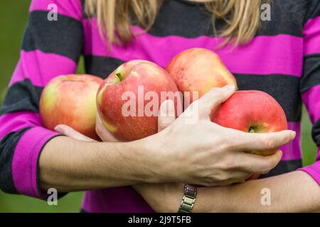Hood River, Oregon, USA. Woman holding an armful of freshly picked Honeycrisp apples. (MR) Stock Photo