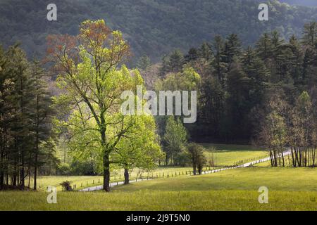 Loop road through Cades Cove passing beneath trees in spring foliage, Great Smoky Mountains National Park, Tennessee Stock Photo