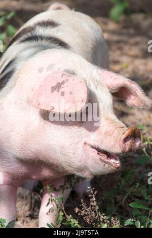USA, Tennessee. Happy pig. Stock Photo