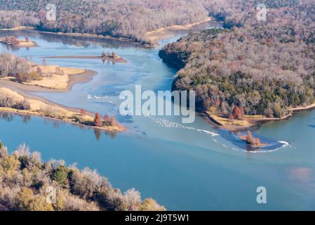 USA, Tennessee. White pelicans curve around islet Tennessee River, Hiwassee Wildlife Refuge Stock Photo