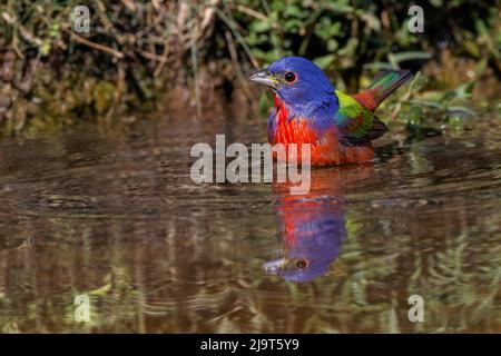 Male Painted bunting bathing in small pond in the desert. Rio Grande Valley, Texas Stock Photo