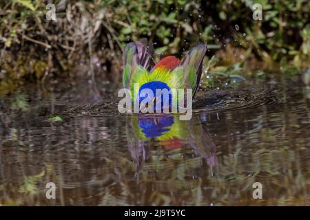 Male Painted bunting bathing in small pond in the desert. Rio Grande Valley, Texas Stock Photo