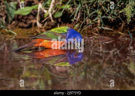 Male Painted bunting bathing in small pond in the desert. Rio Grande Valley, Texas Stock Photo