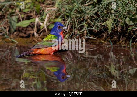 Male Painted bunting bathing in small pond in the desert. Rio Grande Valley, Texas Stock Photo