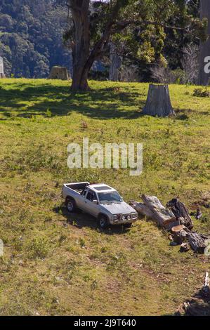 Old, silver, two-seater ute (utility vehicle, pick-up truck) in field to collect cut wood from old trees. Trees and tree-stumps remain, Qld, Australia Stock Photo