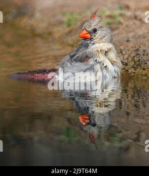 Female northern cardinal bathing. Rio Grande Valley, Texas Stock Photo