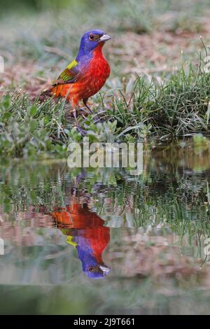 Male Painted bunting and reflection in small pond. Rio Grande Valley, Texas Stock Photo