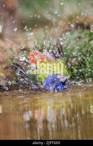 Male Painted bunting bathing in small pond in the desert. Rio Grande Valley, Texas Stock Photo