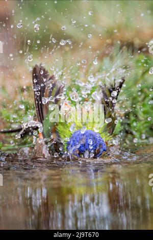 Male Painted bunting bathing in small pond in the desert. Rio Grande Valley, Texas Stock Photo