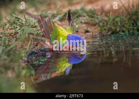 Male Painted bunting bathing in small pond in the desert. Rio Grande Valley, Texas Stock Photo