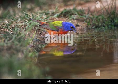 Male Painted bunting drinking from small pond in desert. Rio Grande Valley, Texas Stock Photo