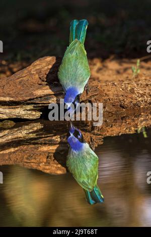 Green jay drinking from small pond. Rio Grande Valley, Texas Stock Photo