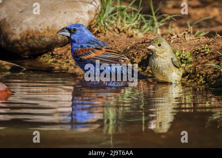 Male blue grosbeak bathing in small pond alongside female Painted bunting, Rio Grande Valley, Texas Stock Photo