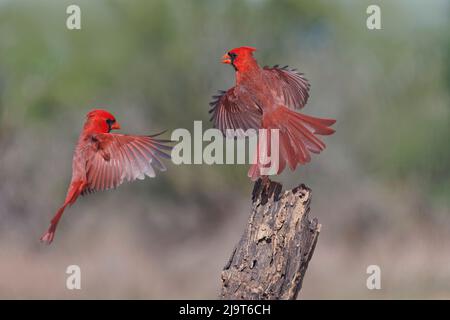 Male Northern Cardinals flying. Rio Grande Valley, Texas Stock Photo