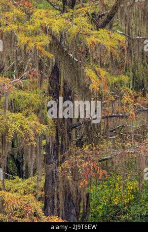 Bald Cypress tree draped in Spanish moss with fall colors. Caddo Lake State Park, Uncertain, Texas Stock Photo