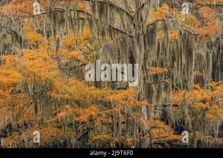 Bald Cypress tree draped in Spanish moss with fall colors. Caddo Lake State Park, Uncertain, Texas Stock Photo