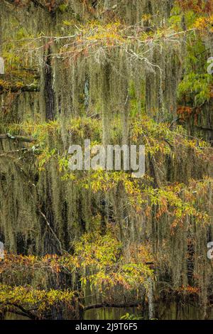 Bald Cypress tree draped in Spanish moss with fall colors. Caddo Lake State Park, Uncertain, Texas Stock Photo