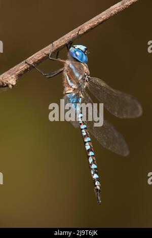 USA, Texas, Austin. Male blue-eyed darner dragonfly on limb. Stock Photo