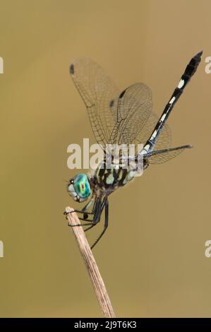 USA, Texas, Austin. Thornbush dasher male dragonfly on stick. Stock Photo