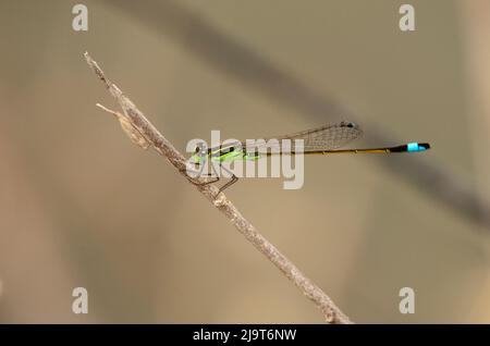 USA, Texas, Santa Ana National Wildlife Refuge. Male Rambur's forktail damselfly on stem. Stock Photo